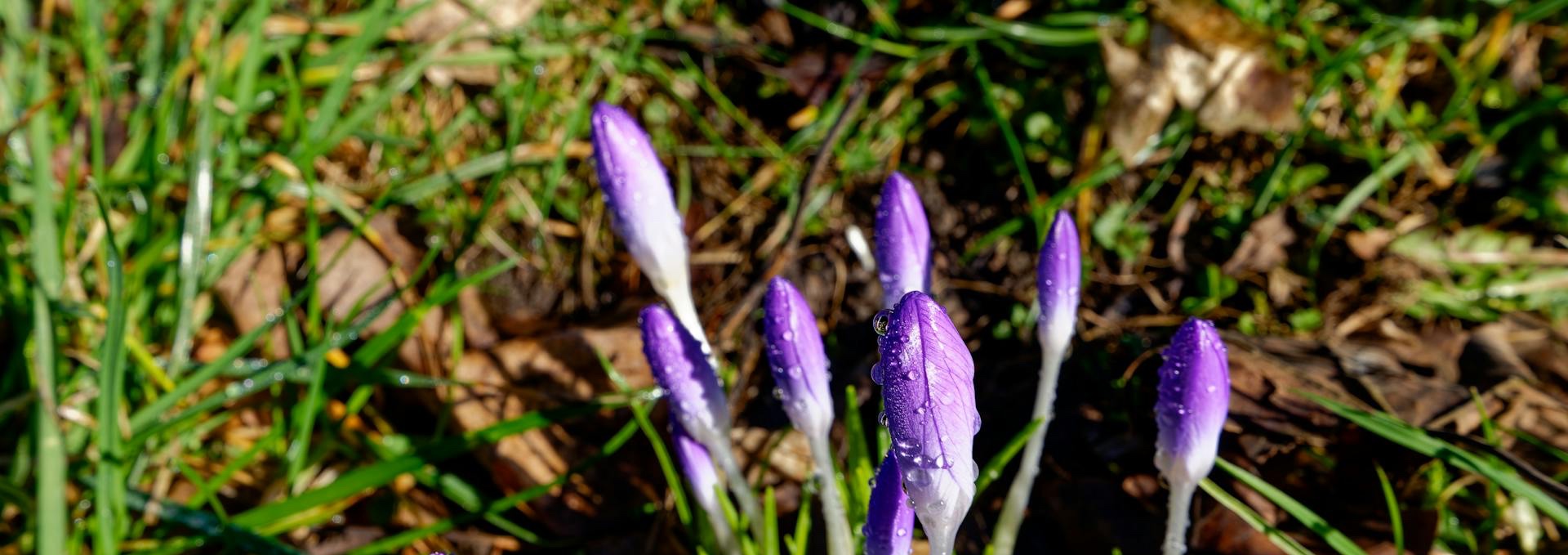 Frühlingsgleiche mit Glücksgefühlen